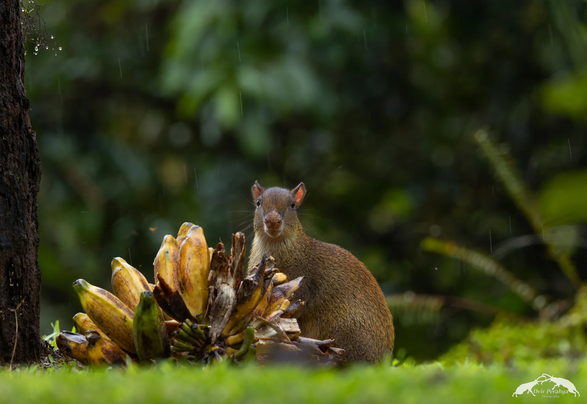 Costa Rica Wildlife